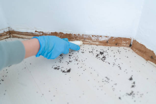 Best Pest Control for Multi-Family Homes  in Llano Grande, TX